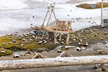 Nesting common eiders by the Longyearbyen dogyard