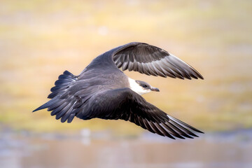 Closeup of arctic skua (parasitic jaeger), high detail, flying, Svalbard