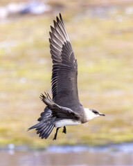 Closeup of arctic skua (parasitic jaeger), high detail, flying, Svalbard