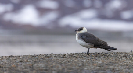 Closeup of arctic skua (parasitic jaeger), high detail, flying, Svalbard