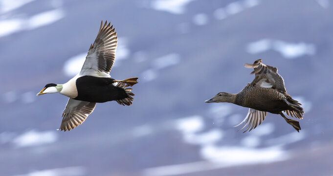 Flying common eiders, Svalbard, Norway