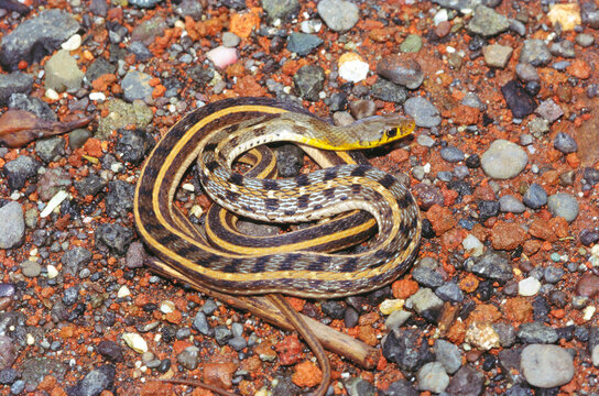 Reptiles snake Indian buff striped keelback amphiesma stolata