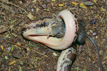 Reptiles snake eating mouse common sand boa eryx conicus