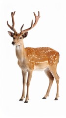 Fototapeta premium Wild deer over white background, no shadow