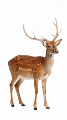 Obraz premium Wild deer over white background, no shadow
