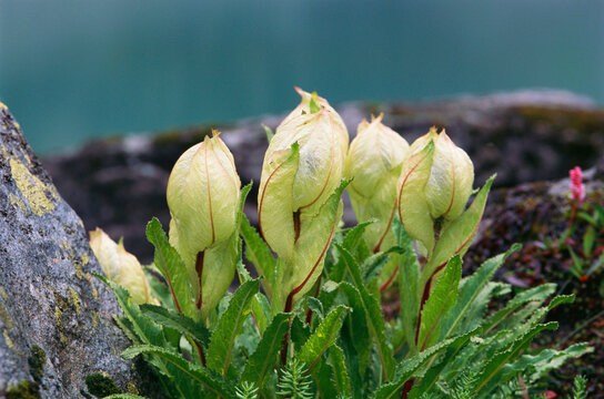 Himalayan flowers Brahma's lotus, saussurea abvallata, India