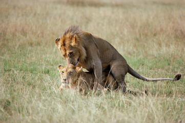 Lion and lioness panthera leo mating, Masai Mara, Kenya, Africa