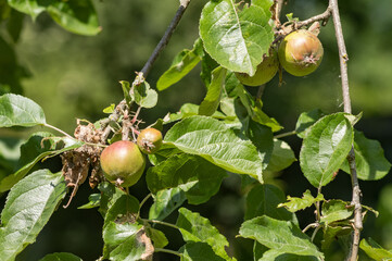 Unripe apples growing on branch in orchard during summer
