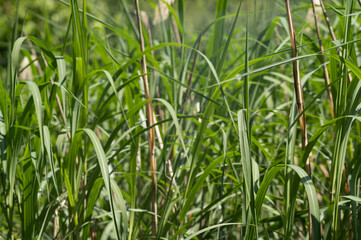 Long green grass growing in a field during summer