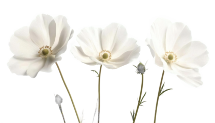 [Transparent Background PNG]Elegant White Flowers in Studio Setting