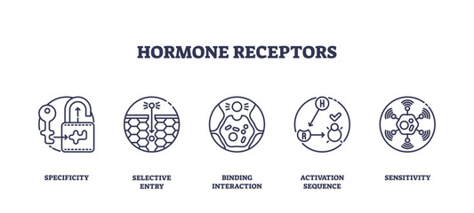Hormone receptors icons illustrate specificity, selective entry, and binding interaction, showing how hormones interact with cell receptors. Outline icons set
