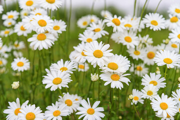 Cose up of blooming white daisies, chamomile with yellow centers growing in a lush meadow background. Oxeye daisy, Leucanthemum vulgare, Common daisy, Dog daisy. Gardening, plant breeding