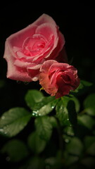 red rose with water drops