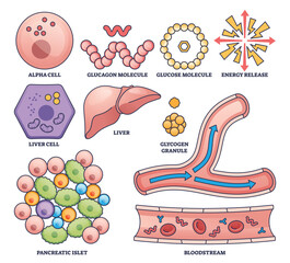 Glucagon function in blood sugar regulation shown with liver, alpha cell, and bloodstream in a clear outline style. Outline style collection