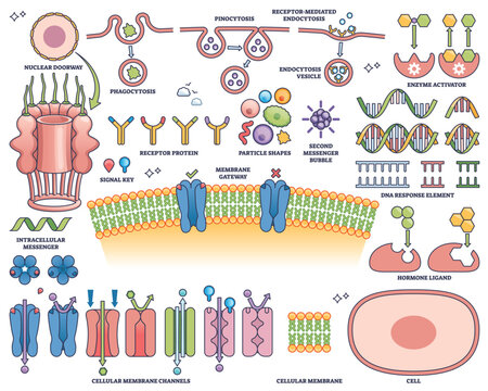 Hormone receptors are illustrated with membrane channels, DNA response elements, and signaling molecules, showing cellular communication. Outline style collection