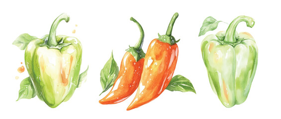 Chili pepper Watercolor painted vegetables. Fresh colorful veggies vector illustration