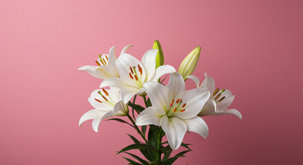 Naklejka premium white lilies in front of pink wall,flower, pink, lily, nature, plant, spring, flowers, isolated, 