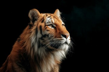 Fototapeta premium Closeup Tiger Portrait Against Black Background