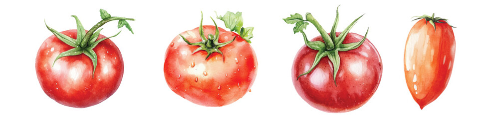 Tomatoes Watercolor painted vegetables. Fresh colorful veggies vector illustration