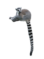 lemur isolated on white background