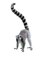 lemur isolated on white background