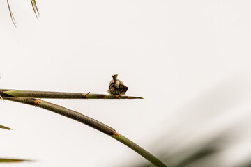 Serinus canaria pertenece a la familia de Fringillidae.