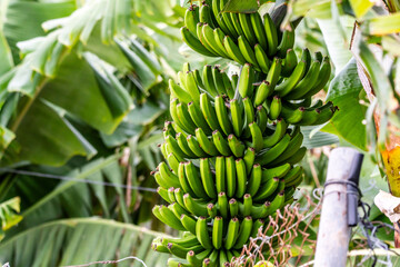 Musa × paradisiaca pertenece a la familia de Musaceae. © CarlosHerreros
