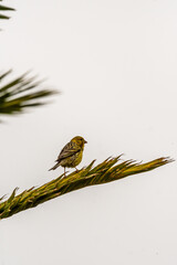 Serinus canaria pertenece a la familia de Fringillidae.
