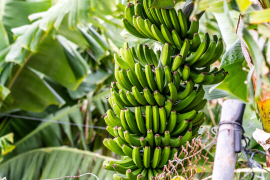 Musa &times; paradisiaca pertenece a la familia de Musaceae.