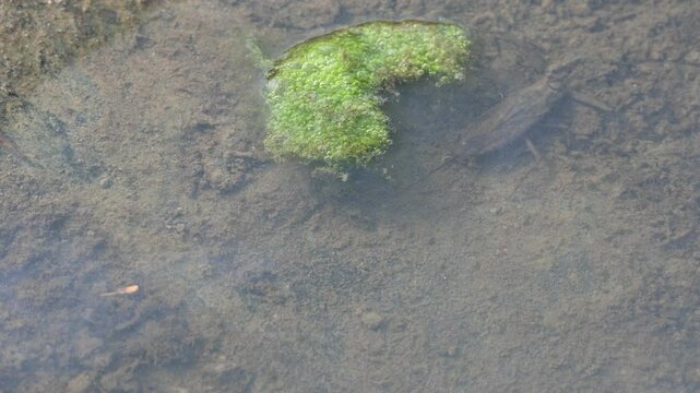 Water scorpions. Nepidae&nbsp;is a family of aquatic&nbsp;Heteropteran&nbsp;insects&nbsp;in the order&nbsp;Hemiptera. Its called&nbsp;water scorpion&nbsp;for their superficial resemblance to&nbsp;scorpions. Needle bugs or water stick insect
