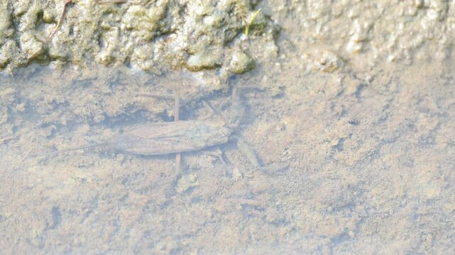 Water scorpions. Nepidae&nbsp;is a family of aquatic&nbsp;Heteropteran&nbsp;insects&nbsp;in the order&nbsp;Hemiptera. Its called&nbsp;water scorpion&nbsp;for their superficial resemblance to&nbsp;scorpions. Needle bugs or water stick insect