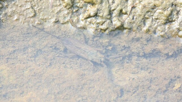 Water scorpions. Nepidae&nbsp;is a family of aquatic&nbsp;Heteropteran&nbsp;insects&nbsp;in the order&nbsp;Hemiptera. Its called&nbsp;water scorpion&nbsp;for their superficial resemblance to&nbsp;scorpions. Needle bugs or water stick insect