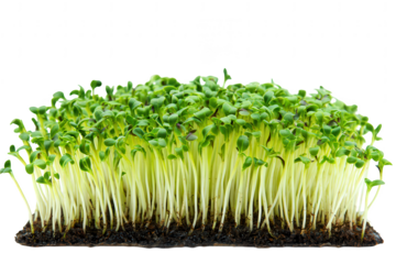 Fresh Green Sprouts Close-Up of Seedlings Ready for Spring Planting and Healthy Food Preparation