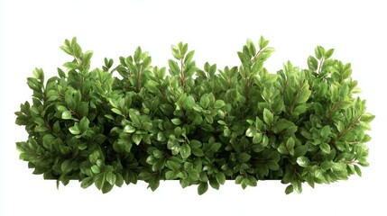 Obraz premium Dense Green Bush Illustration for Background