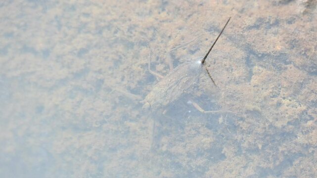 Water scorpions. Nepidae&nbsp;is a family of aquatic&nbsp;Heteropteran&nbsp;insects&nbsp;in the order&nbsp;Hemiptera. Its called&nbsp;water scorpion&nbsp;for their superficial resemblance to&nbsp;scorpions. Needle bugs or water stick insect