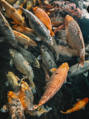 Group of colorful koi fish swimming in pond