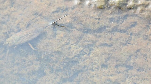 Water scorpions. Nepidae&nbsp;is a family of aquatic&nbsp;Heteropteran&nbsp;insects&nbsp;in the order&nbsp;Hemiptera. Its called&nbsp;water scorpion&nbsp;for their superficial resemblance to&nbsp;scorpions. Needle bugs or water stick insect