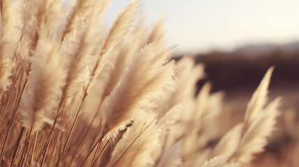 Fototapeta premium Soft pastel pampas grass swaying in golden light, a serene boho moment of delicate beauty and calm.