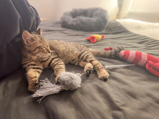 ベッドの上でおもちゃと眠るキジトラの子猫