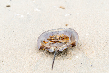 A large crab shell is laying on the sand