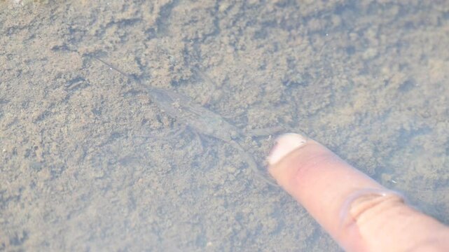 Water scorpions. Nepidae&nbsp;is a family of aquatic&nbsp;Heteropteran&nbsp;insects&nbsp;in the order&nbsp;Hemiptera. Its called&nbsp;water scorpion&nbsp;for their superficial resemblance to&nbsp;scorpions. Needle bugs or water stick insect