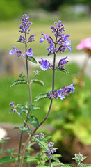 Nepeta faassenii Purrsian Blue, hybrid perennial catmint of horticultural origin, on summer day