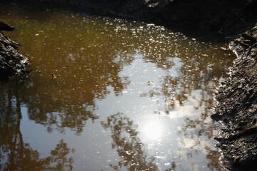 Sun Reflection on Lake Surface with Floating Natural Details – Close-Up View.
