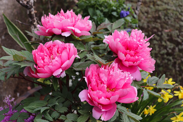 Peony blooming in Japan