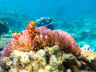 Nemo clown fish underwater © Noemi Santucci