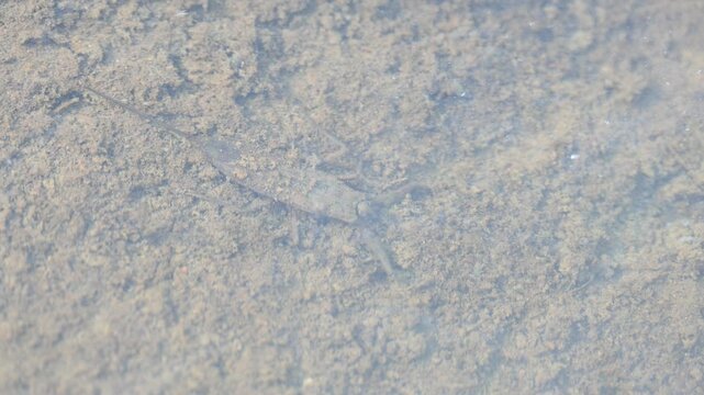 Water scorpions. Nepidae&nbsp;is a family of aquatic&nbsp;Heteropteran&nbsp;insects&nbsp;in the order&nbsp;Hemiptera. Its called&nbsp;water scorpion&nbsp;for their superficial resemblance to&nbsp;scorpions. Needle bugs or water stick insect