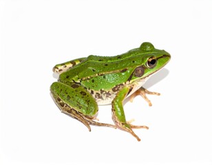 Fototapeta premium Frog over white background, no shadow