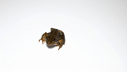 Obraz premium Frog over white background, no shadow