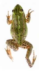 Frog top view over white background, no shadow