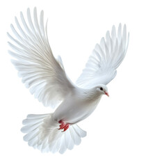Fototapeta premium [Transparent Background PNG]White Dove in Flight Against a White Background